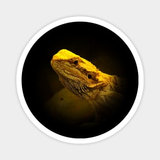 Pogona Magnet